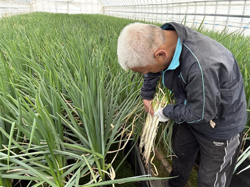 【先行予約】八雲産軟白ねぎ1kg+寒ちぢみほうれん草800gセット(2025年12月中旬以降発送開始予定) 【 野菜 ネギ ホウレン草 やさい ホウレンソウ 葉物野菜 北海道 旭川市 】