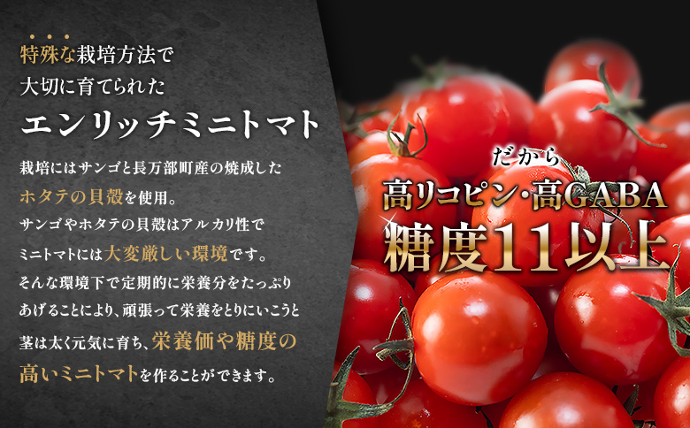 【先行予約】【高糖度11以上】PREMIUM ENRICH MINI TOMATO 300g（プレミアムエンリッチミニトマト）【070007】