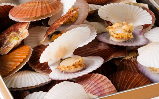 湾宝稚貝のガンガン焼き【170007】