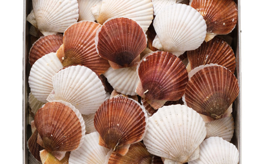 湾宝稚貝のガンガン焼き【170007】