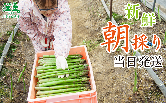 ＼春アスパラ 先行予約 2026年4月～順次出荷予定／北海道江差町産 アスパラガス【L～2Lサイズ】 2kg　約40本　太い！ 甘い！ ジューシー！　朝採り　農家直送　新鮮　鮮度保持　北海道　旬野菜　グリーンアスパラ　アスパラ　ギフト　贈答