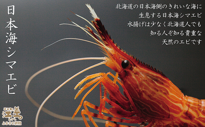 【早期予約・12月中旬以降 順次出荷予定】北海道産 違いが分かる天然日本海シマエビ 中サイズ 500g　色鮮やかで香りよし 濃厚な甘み 食べれば分かる格別の味！　国産　江差近海産　天然もの　エビかご漁師直送　最良品厳選　生食可　お刺身　唐揚げ　海老