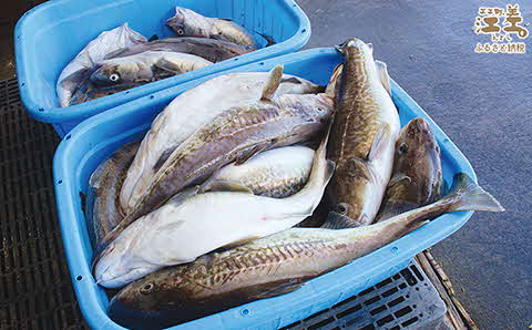 北海道産 手づくり 肉厚タラのフライ【たっぷり6切れ】かんたん調理　揚げるだけ　揚げ物　浜のかあさん手作り　さかなのお惣菜　白身魚