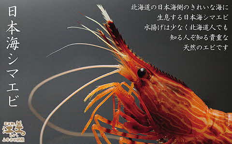 【早期予約・12月中旬以降 順次出荷予定】北海道産 違いが分かる天然日本海シマエビ 大サイズ 500g　色鮮やかで香りよし 濃厚な甘み 食べれば分かる格別の味！　国産　江差近海産　天然もの　エビかご漁師直送　最良品厳選　生食可　お刺身　天ぷら　エビフライ　海老