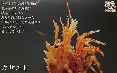 【早期予約・12月中旬以降 順次出荷予定】北海道産 「幻のえび」希少な天然ガサエビ 500g　引き締まった身肉と飽きのこない旨味 濃いエビの味が楽しめます！　国産　江差近海産　天然もの　エビかご漁師直送　最良品厳選　生食可　お刺身　天ぷら　エビフライ　海老