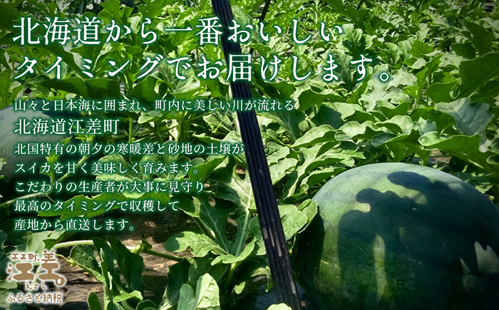 【2026年8月下旬発送開始】北海道産 黒皮 深味すいか  中玉 5.5kg以上 1玉  有機農産物（JAS認証）　高糖度　化学農薬不使用　オーガニック　有機農業　スイカ　すいか　西瓜　 高級西瓜　黒皮すいか　黒玉スイカ　フルーツ　果物　くだもの