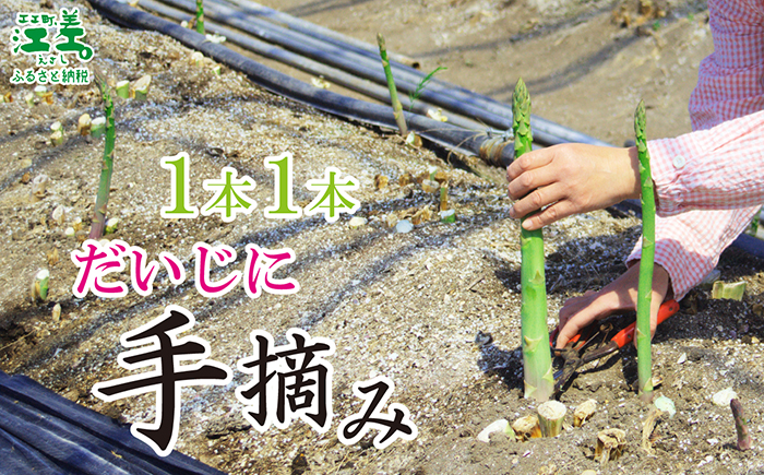 ＼春アスパラ 先行予約 2026年4月～順次出荷予定／《訳あり》北海道江差町産 アスパラガス 1kg【サイズ不揃い・規格外MIX】　見た目は良くなくても鮮度や味は正規品と変わりません！　朝採り　農家直送　新鮮　鮮度保持　北海道　旬野菜　グリーンアスパラ　アスパラ　ご自宅用　無選別・規格外・ハネ物・B品