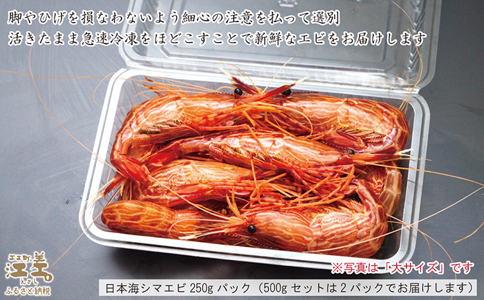 【早期予約・12月中旬以降 順次出荷予定】北海道産 違いが分かる天然日本海シマエビ 中サイズ 500g　色鮮やかで香りよし 濃厚な甘み 食べれば分かる格別の味！　国産　江差近海産　天然もの　エビかご漁師直送　最良品厳選　生食可　お刺身　唐揚げ　海老