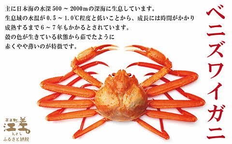 【年内配送受付12/10まで】『北海道北前蟹』かに爪 500g　北海道日本海産紅ずわいがに　カニかご漁師直販！厳格な鮮度管理で甘くてジューシーな本場の味をお届け　むき身なのではずれなし！　新鮮ボイルかに爪　かにしゃぶ　しゃぶしゃぶ　かに鍋　国産　北海道産べにずわいがに　ギフト　贈答用