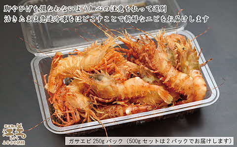 【早期予約・12月中旬以降 順次出荷予定】北海道産 「幻のえび」希少な天然ガサエビ 500g　引き締まった身肉と飽きのこない旨味 濃いエビの味が楽しめます！　国産　江差近海産　天然もの　エビかご漁師直送　最良品厳選　生食可　お刺身　天ぷら　エビフライ　海老