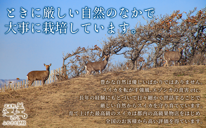 【2026年8月下旬発送開始】北海道産 黒皮 深味すいか  中玉 5.5kg以上 1玉  有機農産物（JAS認証）　高糖度　化学農薬不使用　オーガニック　有機農業　スイカ　すいか　西瓜　 高級西瓜　黒皮すいか　黒玉スイカ　フルーツ　果物　くだもの