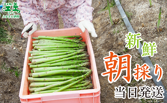 ＼春アスパラ 先行予約 2026年4月～順次出荷予定／北海道江差町産 アスパラガス【M～Lサイズ】 1kg　30～40本　朝採り　農家直送　新鮮　鮮度保持　北海道　旬野菜　グリーンアスパラ　アスパラ　ギフト　贈答