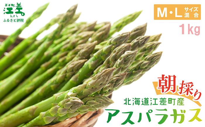 ＼春アスパラ 先行予約 2026年4月～順次出荷予定／北海道江差町産 アスパラガス【M～Lサイズ】 1kg　30～40本　朝採り　農家直送　新鮮　鮮度保持　北海道　旬野菜　グリーンアスパラ　アスパラ　ギフト　贈答