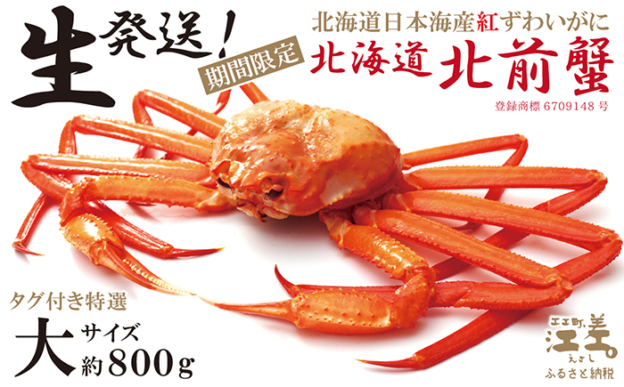 ＼早期予約・2026年3～4月限定出荷／生発送！【大】『北海道北前蟹』タグ付き特選 約800g（冷蔵）　年にひと月だけの期間限定「生」出荷　北海道日本海産紅ずわいがに　カニかご漁師直販　厳格な鮮度管理　新鮮　甘くてジューシー　活カニ　生蟹　かに刺し　焼き蟹　蒸し蟹　かにみそ　かにしゃぶ　かに鍋　国産ベニズワイ
