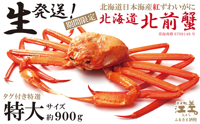 ＼早期予約・2026年3～4月限定出荷／生発送！【特大】『北海道北前蟹』タグ付き特選 約900g（冷蔵）　年にひと月だけの期間限定「生」出荷　北海道日本海産紅ずわいがに　カニかご漁師直販　厳格な鮮度管理　新鮮　甘くてジューシー　活カニ　生蟹　かに刺し　焼き蟹　蒸し蟹　かにみそ　かにしゃぶ　かに鍋　国産ベニズワイ