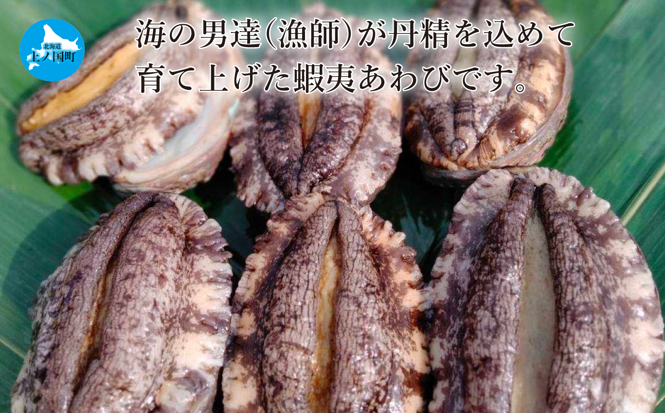 海洋牧場育ち養殖活蝦夷あわび（7.5㎝以上×6個）　活アワビ　鮑　海鮮　産地直送　魚介類　海の幸　おせち　エゾアワビ　冷蔵　アワビ　BBQ　バーベキュー　蝦夷鮑