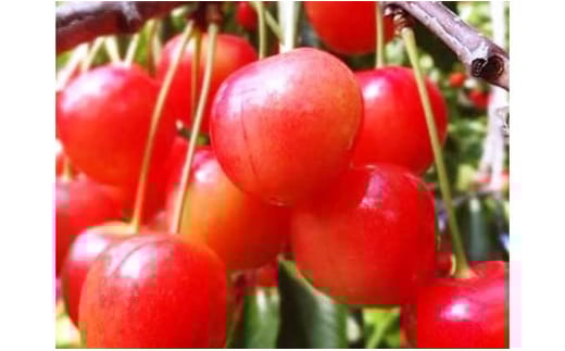 【2026年発送】北海道上ノ国町 さとう果樹園のくだものフェアＡ【6月･9月･11月定期便】