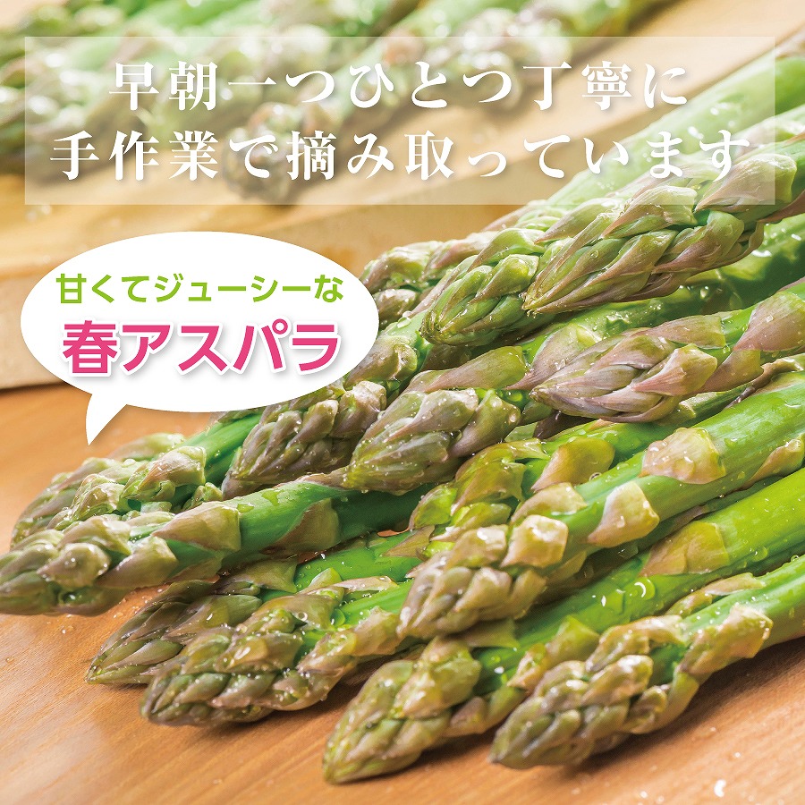 【2026年春発送】刀祢農園の朝採り春アスパラ　2L以上（800g）　グリーンアスパラ　朝採れ　農家直送　新鮮　甘い　春野菜　旬野菜　特産品　北海道産