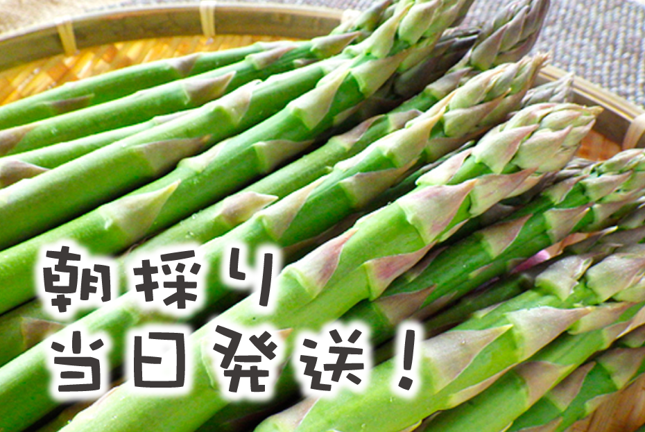 【2026年夏発送】刀祢農園の朝採り夏アスパラ　2L以上（1.8㎏）　朝採れ　農家直送　新鮮　グリーンアスパラ　夏野菜　旬野菜　シャキシャキ　とれたて　北海道産