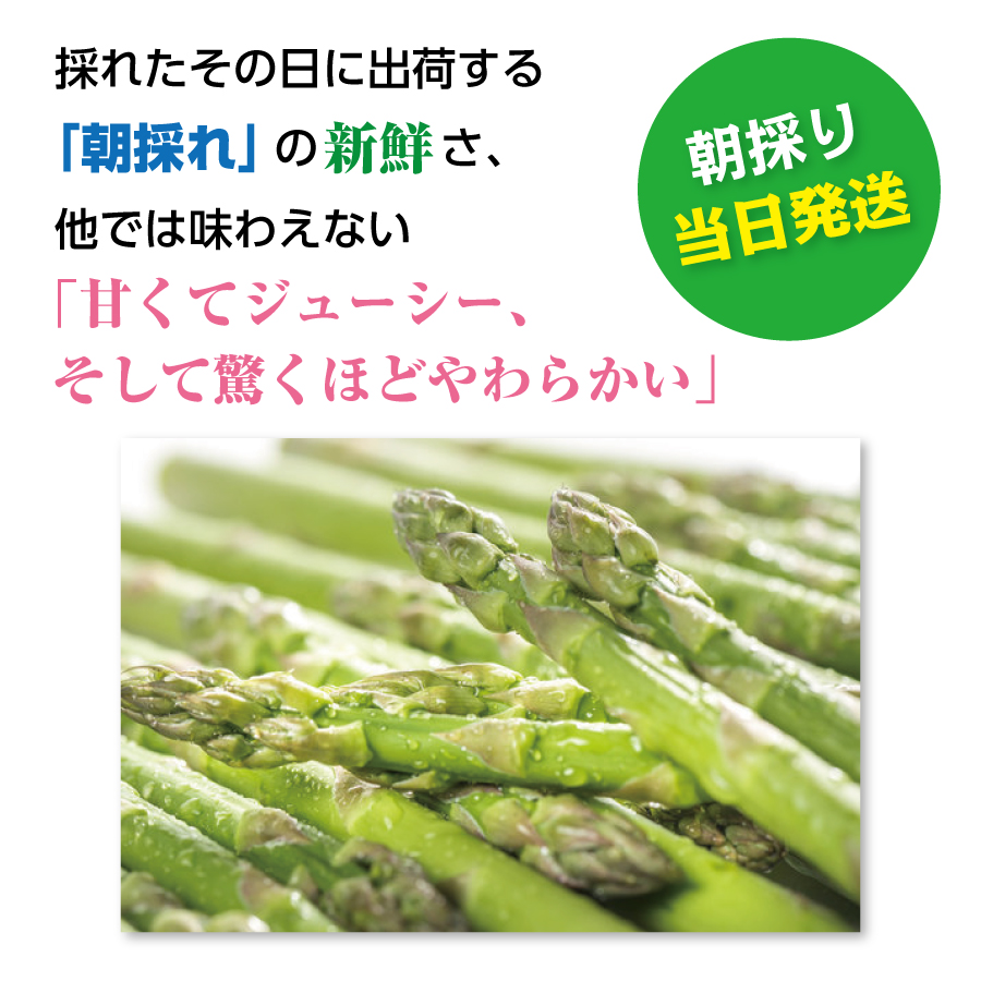 【2026年春発送】寅福菜園の朝採り春アスパラ　M（800g）　グリーンアスパラ　朝採れ　農家直送　新鮮　甘い　春野菜　旬野菜　特産品　北海道産