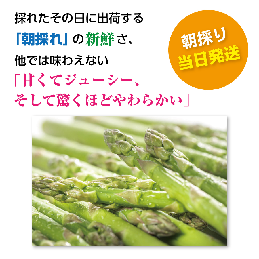 【2026年夏発送】寅福菜園の朝採り夏アスパラ　L（1.6㎏）　朝採れ　農家直送　新鮮　グリーンアスパラ　夏野菜　旬野菜　シャキシャキ　とれたて　北海道産
