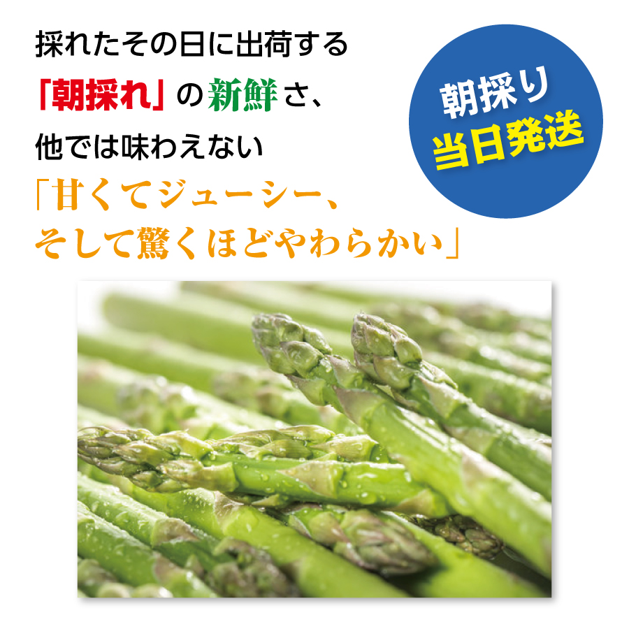 【2026年6月発送】寅福菜園の朝採り6月限定アスパラ　2L（1.6㎏）　グリーンアスパラ　朝採れ　農家直送　新鮮　ジューシー　特産品　北海道産