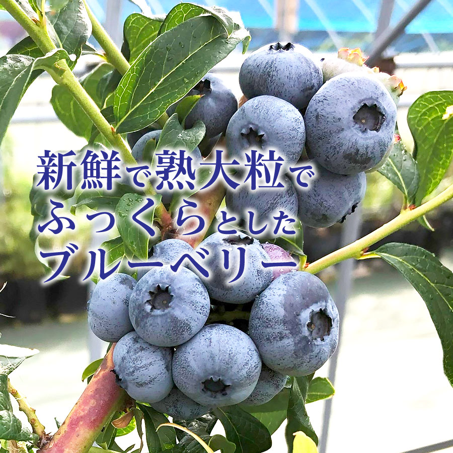 北海道産 冷凍ブルーベリー　720g（180g×4袋）　ノーザンハイブッシュ系品種　冷凍　国産　人気　フルーツ　果物　くだもの　スイーツ　加工品　ポリフェノール