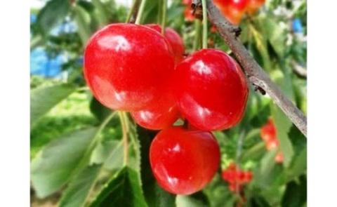 【2024年】北海道上ノ国町産 さとう果樹園のくだものフェアＢ【7月･8月･10月定期便】