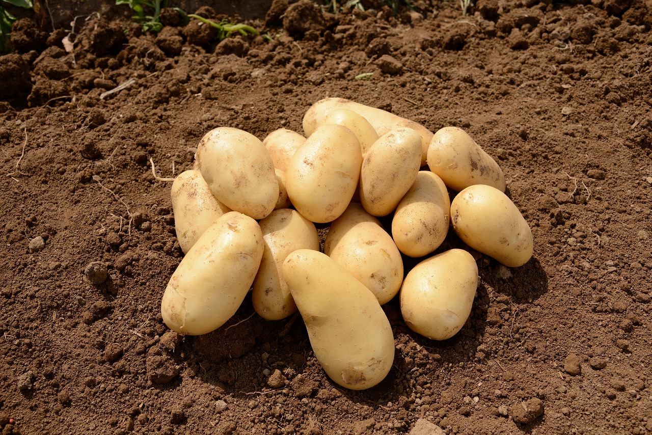 【2026年発送】山下農園のおいしい馬鈴薯「メークイン」　Mサイズ×10㎏　じゃがいも　ジャガイモ　ポテト　農家直送　いも　イモ　芋　北海道産