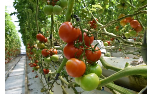 寅福菜園の高リコピントマト「サステナブルトマト」　4㎏