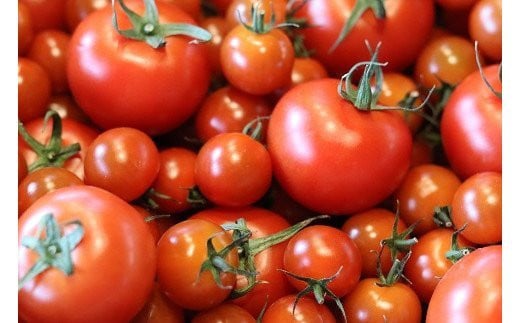 寅福菜園のサステナブルトマト＆ミニトマトセット（各2㎏）