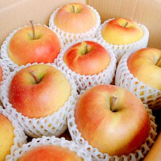 【2023年】北海道上ノ国町産 酸味と甘さが絶妙な【林檎（むつ）】 8個