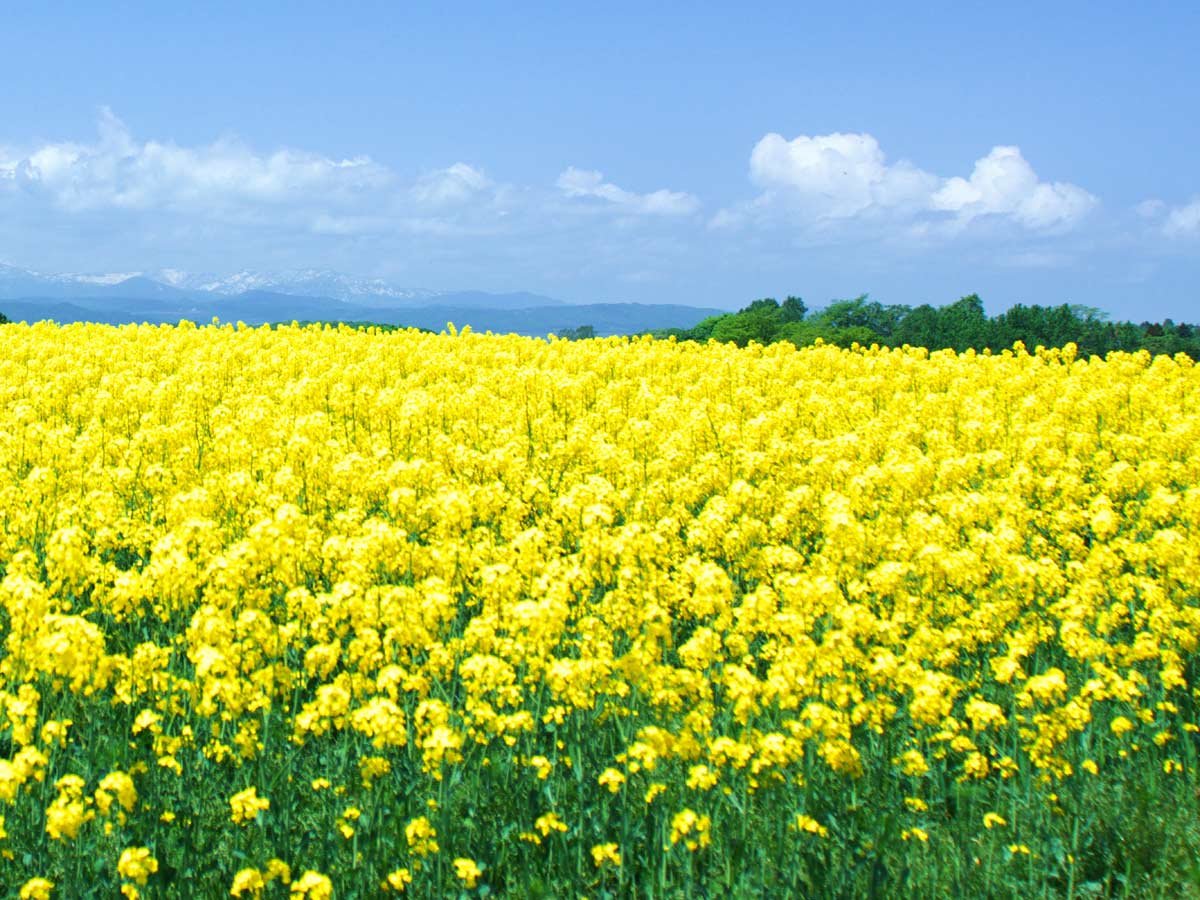 無添加・無調整 生一番搾り菜の花油（100g×2本）　キザキノナタネ　菜種　無農薬　なたね油　手造り　コールドプレス　オレイン酸　調味料　北海道産