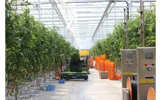 寅福菜園のミニトマト（4㎏）