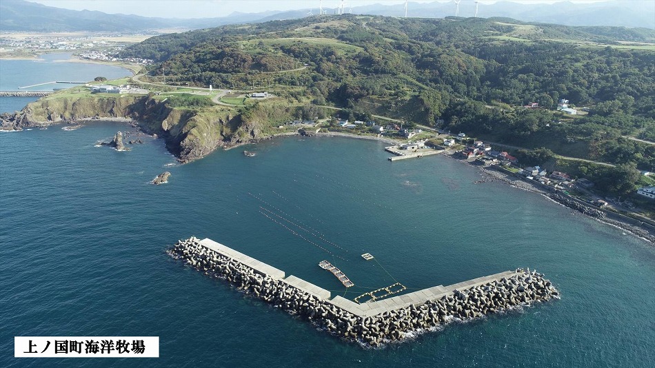 海洋牧場育ち養殖活蝦夷あわび（7㎝～7.4㎝×12個）　活アワビ　鮑　海鮮　産地直送　魚介類　海の幸　おせち　エゾアワビ　冷蔵　アワビ　BBQ　バーベキュー　蝦夷鮑