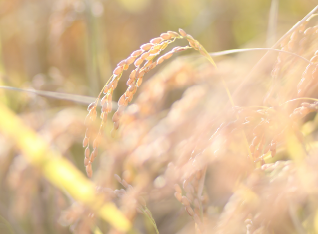 お米ふっくりんこ使用「玄米カフェ」　6pcs　ノンカフェイン　コーヒー　健康志向　玄米　ドリップ　ドリップコーヒー　珈琲