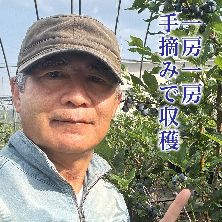 北海道産ブルーベリーソース（188g×4本セット）　ノーザンハイブッシュ系品種　国産　人気　フルーツ　果物　くだもの　スイーツ　加工品　ポリフェノール