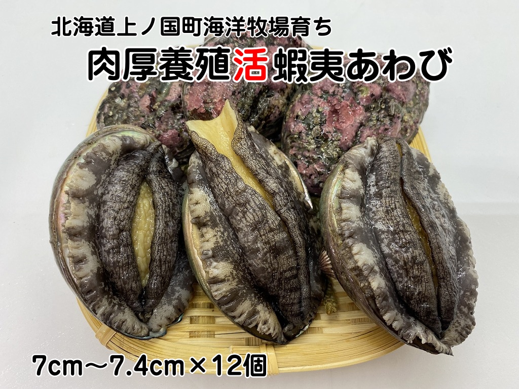 海洋牧場育ち養殖活蝦夷あわび（7㎝～7.4㎝×12個）　活アワビ　鮑　海鮮　産地直送　魚介類　海の幸　おせち　エゾアワビ　冷蔵　アワビ　BBQ　バーベキュー　蝦夷鮑