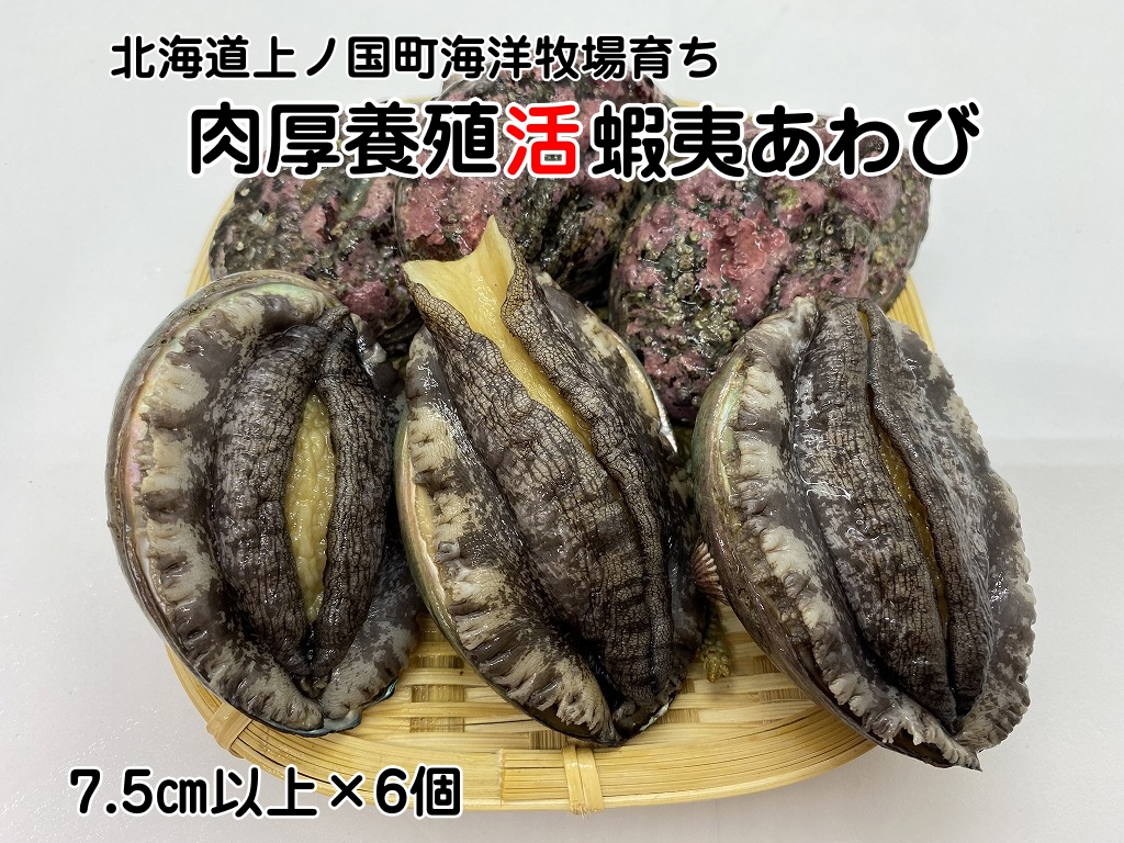 海洋牧場育ち養殖活蝦夷あわび（7.5㎝以上×6個）　活アワビ　鮑　海鮮　産地直送　魚介類　海の幸　おせち　エゾアワビ　冷蔵　アワビ　BBQ　バーベキュー　蝦夷鮑