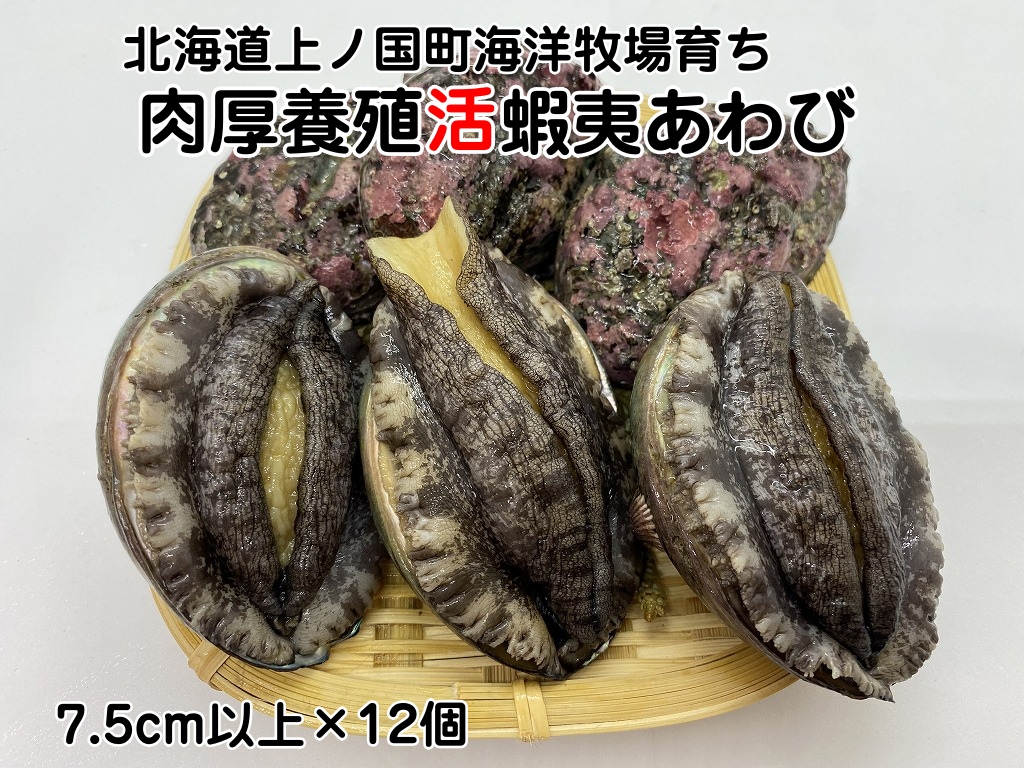 海洋牧場育ち養殖活蝦夷あわび（7.5㎝以上×12個）　活アワビ　鮑　海鮮　産地直送　魚介類　海の幸　おせち　エゾアワビ　冷蔵　アワビ　BBQ　バーベキュー　蝦夷鮑