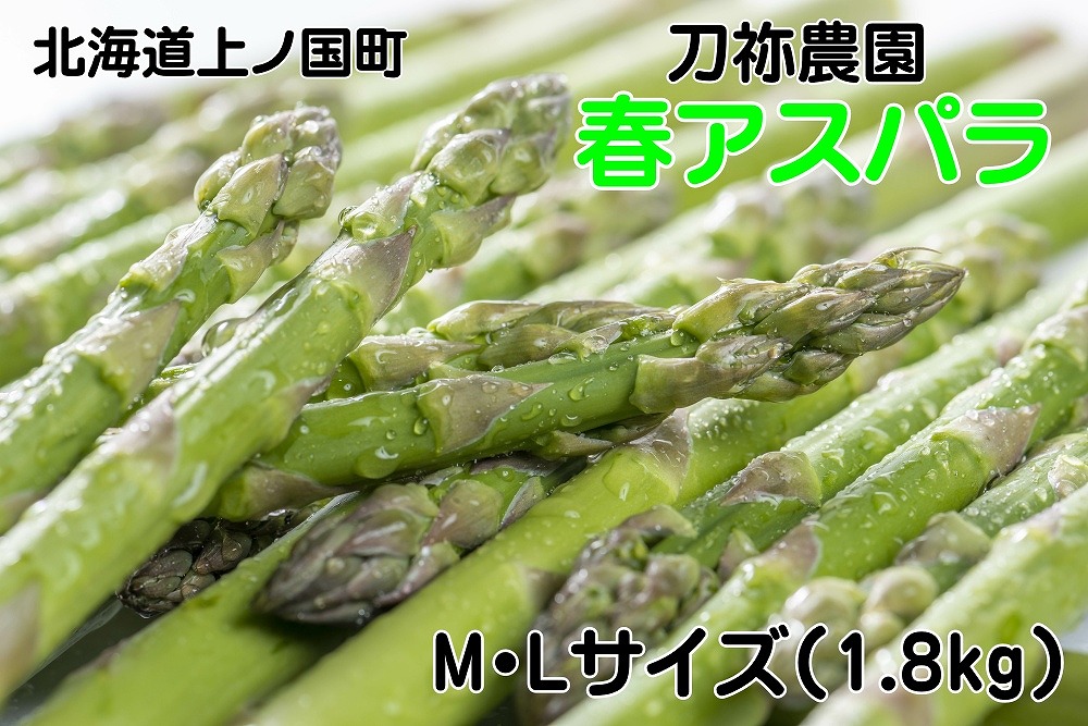 【2026年春発送】刀祢農園の朝採り春アスパラ　M～L（1.8㎏）　グリーンアスパラ　朝採れ　農家直送　新鮮　甘い　春野菜　旬野菜　特産品　北海道産