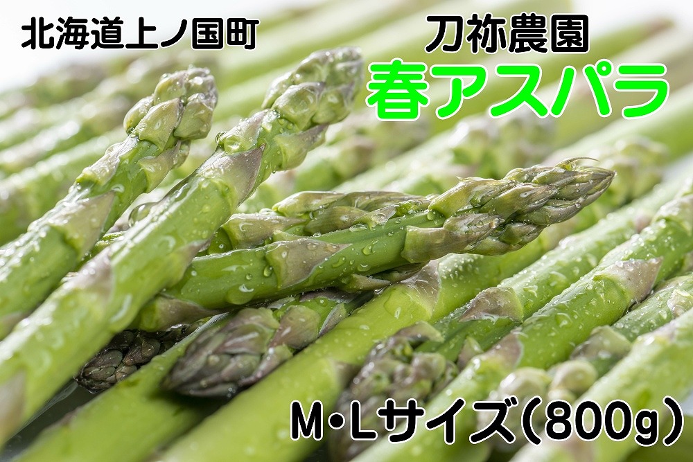 【2026年春発送】刀祢農園の朝採り春アスパラ　M～L（800g）　グリーンアスパラ　朝採れ　農家直送　新鮮　甘い　春野菜　旬野菜　特産品　北海道産