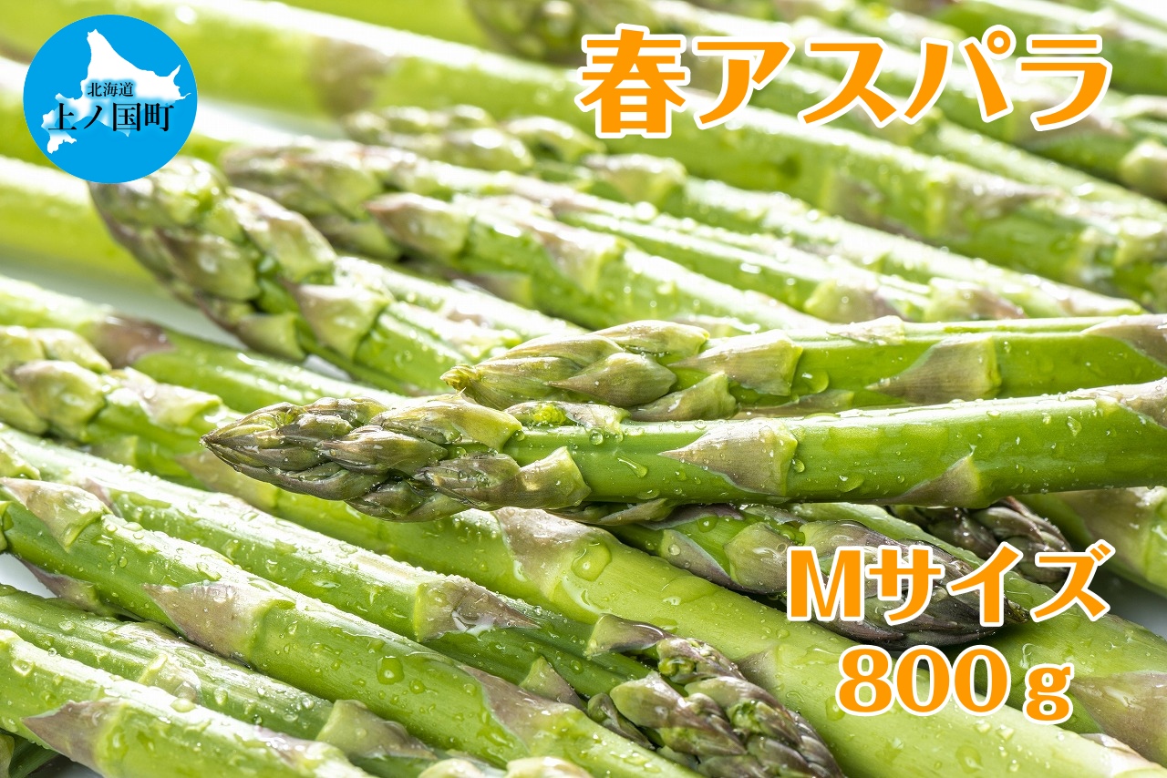 【2026年春発送】寅福菜園の朝採り春アスパラ　M（800g）　グリーンアスパラ　朝採れ　農家直送　新鮮　甘い　春野菜　旬野菜　特産品　北海道産