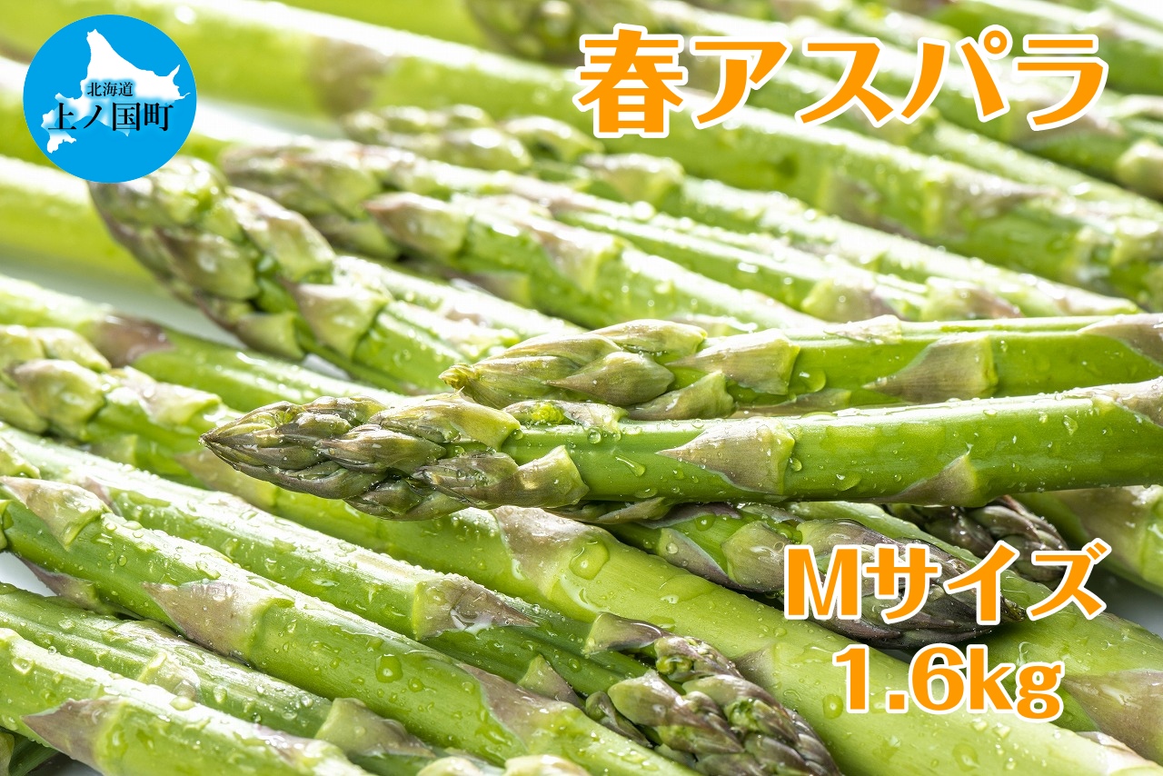 [2026年春発送]北海道上ノ国町産 寅福菜園の春アスパラ M(1.6kg)北海道産 朝採れ 農家町送 グリーンアスパラ 春野菜 アスパラ 甘い 特産品
