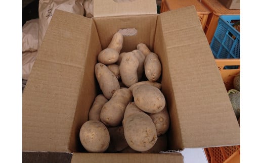 メークイン　厚沢部産　約10kg【規格秀品Ｓサイズ】 ASO029