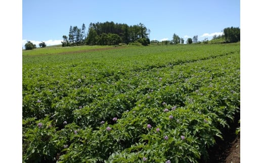 メークイン　厚沢部産　約10kg【規格秀品Ｓサイズ】 ASO029