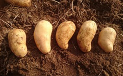 メークイン　厚沢部産　約10kg【規格秀品Ｓサイズ】 ASO029