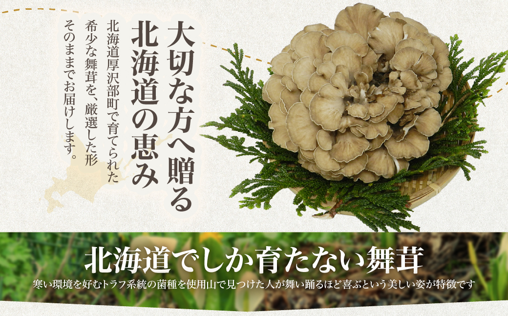 北海道厚沢部町産 贈答用えぞ舞茸（株タイプ）正味1kg入り（2〜3株） ASM007