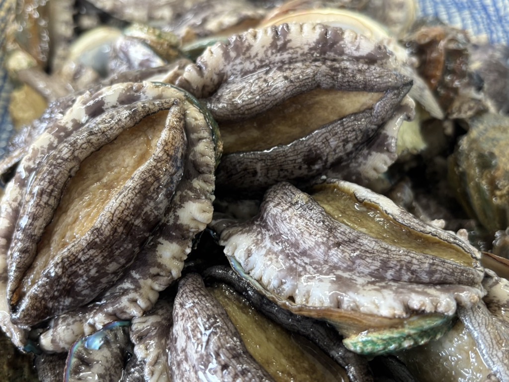 奥尻島産 冷凍養殖アワビLLサイズ（2個入り） OKUF017