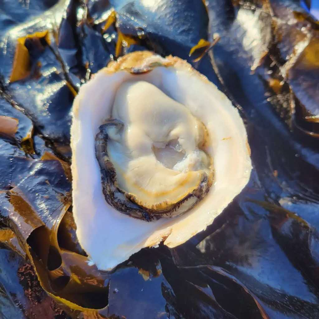 【先行予約 2025年7月20日より発送】奥尻島産養殖岩ガキ【Sサイズ】殻付き　20個入り（加熱食用）～豊かな海が育てた海の宝石～ OKUY004